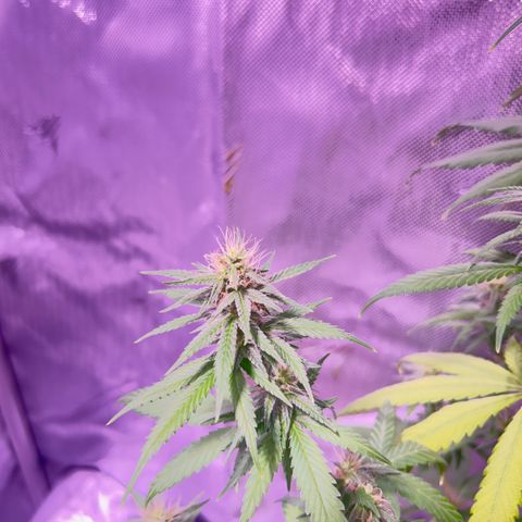 Foto del growlog de Squidwina (Chick Magnet): Pictures from today ! From my inspection buds seem to be thickening up, though I will have to come back in a couple day to observe. 