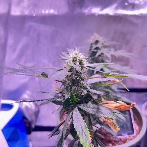 Bubby  growlog photo: Shes doing surprisingly well lmao poor thing :( 