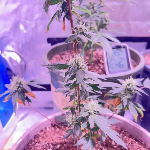Bubby  growlog photo: Shes doing surprisingly well lmao poor thing :( 