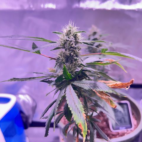Bubby  growlog photo: Shes doing surprisingly well lmao poor thing :( 