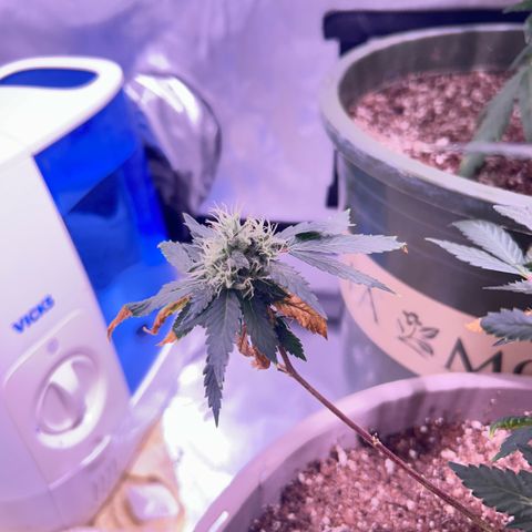 Bubby  growlog photo: Shes doing surprisingly well lmao poor thing :( 