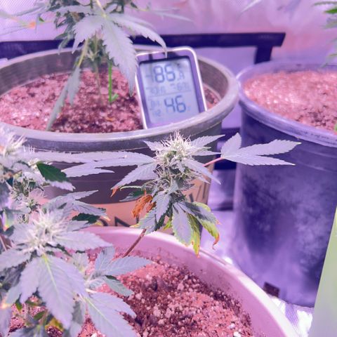 Bubby  growlog photo: Shes doing surprisingly well lmao poor thing :( 