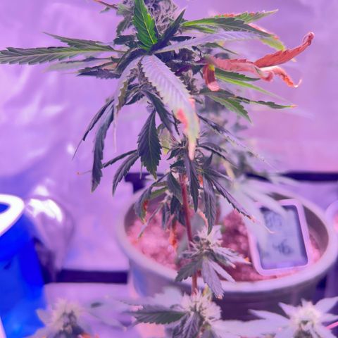 Bubby  growlog photo: Shes doing surprisingly well lmao poor thing :( 