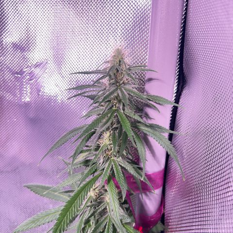 Foto del growlog de Squidwina (Chick Magnet): Day 33 of flower her buds are still thickening up so that’s a step in the right direction. 