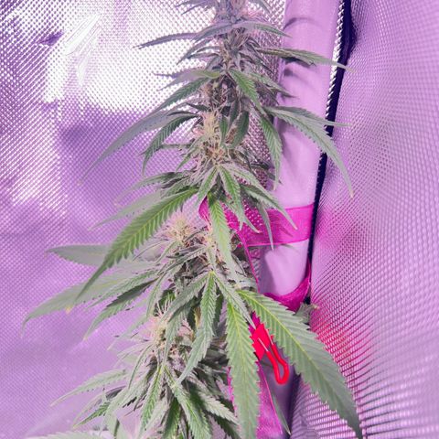 Foto del growlog de Squidwina (Chick Magnet): Day 33 of flower her buds are still thickening up so that’s a step in the right direction. 