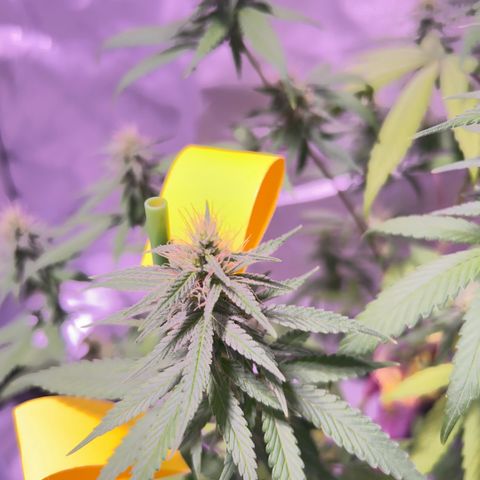 Foto del growlog de Squidwina (Chick Magnet): Day 33 of flower her buds are still thickening up so that’s a step in the right direction. 