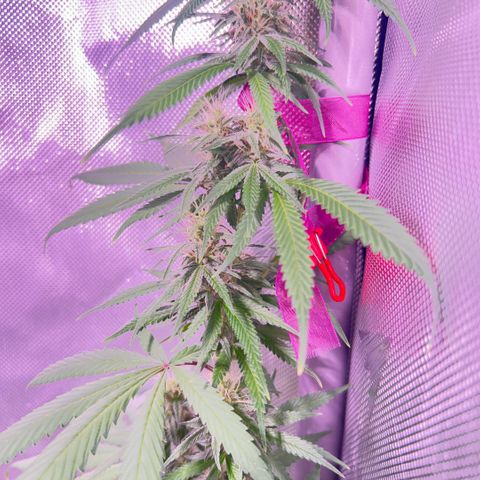 Foto del growlog de Squidwina (Chick Magnet): Day 33 of flower her buds are still thickening up so that’s a step in the right direction. 
