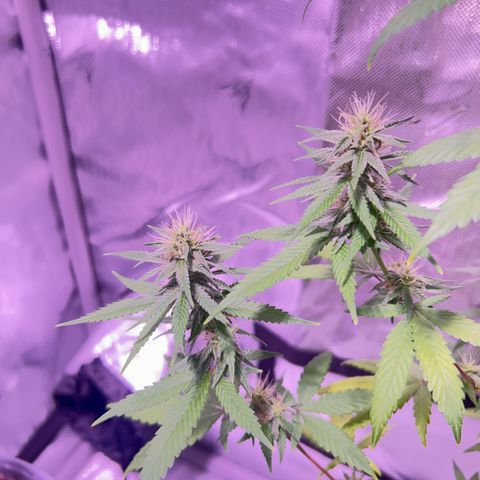Foto del growlog de Squidwina (Chick Magnet): Day 33 of flower her buds are still thickening up so that’s a step in the right direction. 