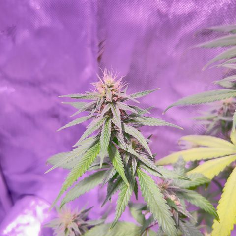 Foto del growlog de Squidwina (Chick Magnet): Day 33 of flower her buds are still thickening up so that’s a step in the right direction. 