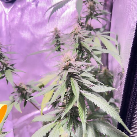 Foto del growlog de Squidwina (Chick Magnet): Day 33 of flower her buds are still thickening up so that’s a step in the right direction. 