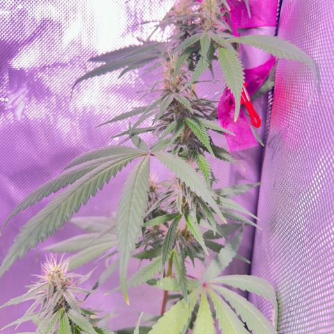 Foto del growlog de Squidwina (Chick Magnet): Day 33 of flower her buds are still thickening up so that’s a step in the right direction. 