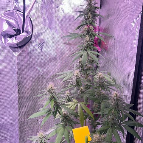 Foto del growlog de Squidwina (Chick Magnet): Day 33 of flower her buds are still thickening up so that’s a step in the right direction. 