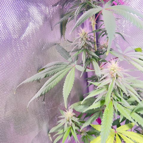Foto del growlog de Squidwina (Chick Magnet): Day 33 of flower her buds are still thickening up so that’s a step in the right direction. 
