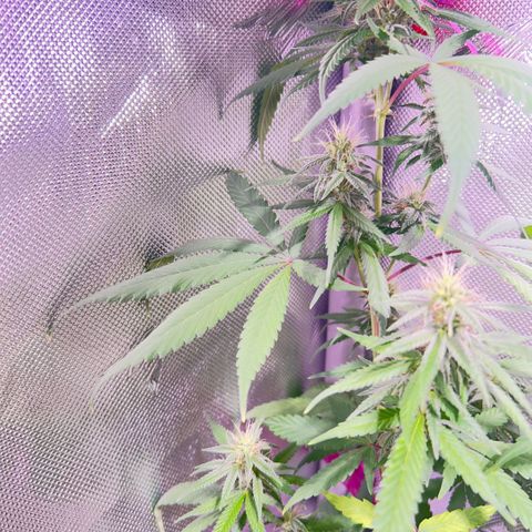 Foto del growlog de Squidwina (Chick Magnet): Day 33 of flower her buds are still thickening up so that’s a step in the right direction. 