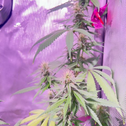 Foto del growlog de Squidwina (Chick Magnet): Day 33 of flower her buds are still thickening up so that’s a step in the right direction. 
