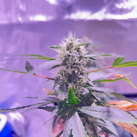 Bubby  growlog photo: Day 33 of flower she’s getting real frosty 