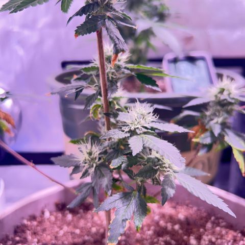 Bubby  growlog photo: Day 33 of flower she’s getting real frosty 
