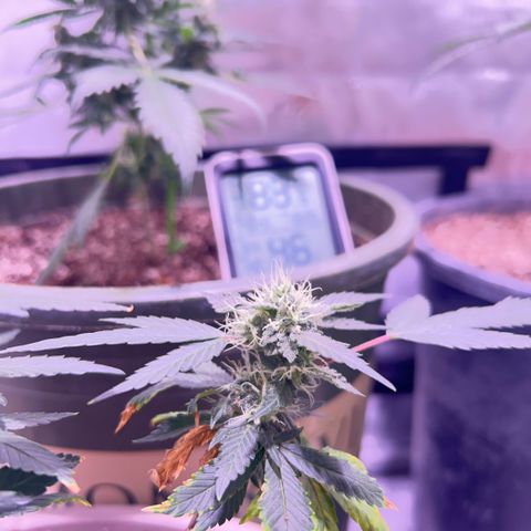 Bubby  growlog photo: Day 33 of flower she’s getting real frosty 