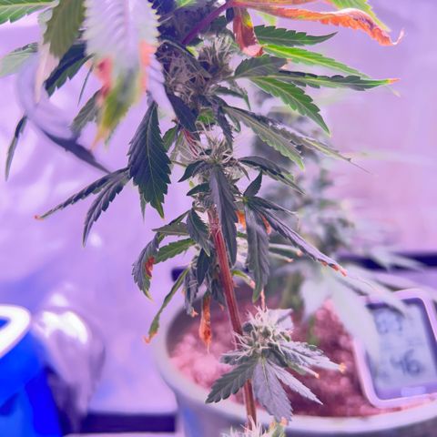 Bubby  growlog photo: Day 33 of flower she’s getting real frosty 
