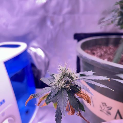 Bubby  growlog photo: Day 33 of flower she’s getting real frosty 