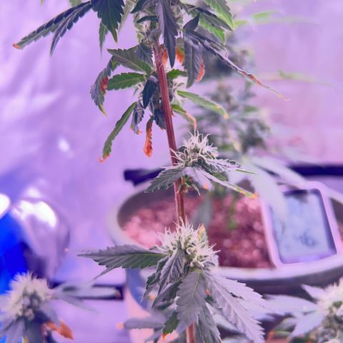 Bubby  growlog photo: Day 33 of flower she’s getting real frosty 