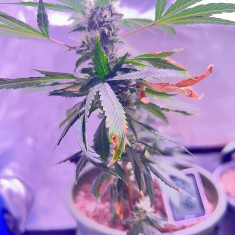 Bubby  growlog photo: Day 33 of flower she’s getting real frosty 