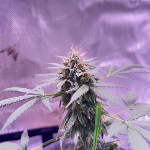 Panini (Sweet Mandarin Blossom) growlog photo: Doing great, noticing a little bit of yellowing on one of the leaves but besides that she’s great. 