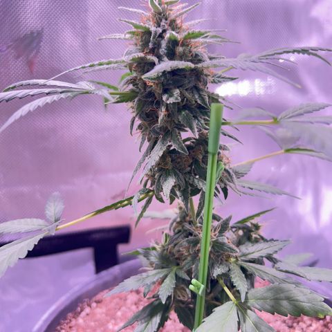 Panini (Sweet Mandarin Blossom) growlog photo: Doing great, noticing a little bit of yellowing on one of the leaves but besides that she’s great. 