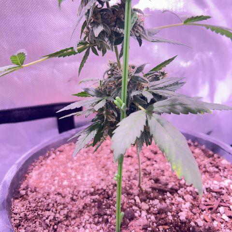 Panini (Sweet Mandarin Blossom) growlog photo: Doing great, noticing a little bit of yellowing on one of the leaves but besides that she’s great. 