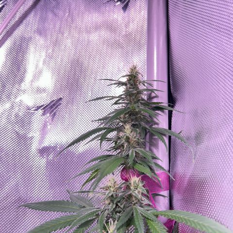 Foto del growlog de Squidwina (Chick Magnet): Doing good, she dropped a couple more smaller leaves today. Nothing serious. It seems that for now the N is confined to the lower half of the plant. Got some shots with a lense I took out of a headset to view the plant. 