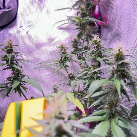 Foto del growlog de Squidwina (Chick Magnet): Doing good, she dropped a couple more smaller leaves today. Nothing serious. It seems that for now the N is confined to the lower half of the plant. Got some shots with a lense I took out of a headset to view the plant. 