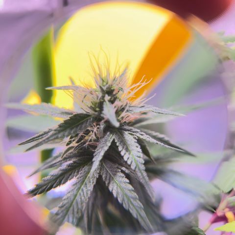 Foto del growlog de Squidwina (Chick Magnet): Doing good, she dropped a couple more smaller leaves today. Nothing serious. It seems that for now the N is confined to the lower half of the plant. Got some shots with a lense I took out of a headset to view the plant. 