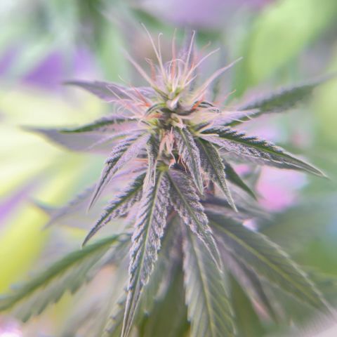 Foto del growlog de Squidwina (Chick Magnet): Doing good, she dropped a couple more smaller leaves today. Nothing serious. It seems that for now the N is confined to the lower half of the plant. Got some shots with a lense I took out of a headset to view the plant. 
