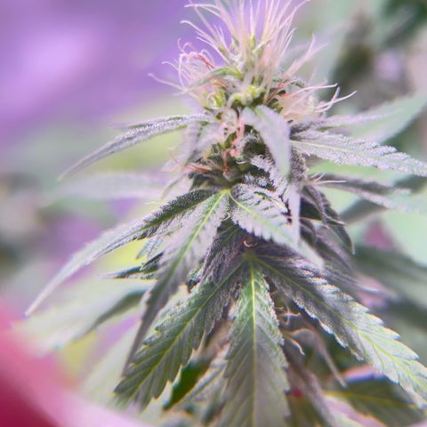 Foto del growlog de Squidwina (Chick Magnet): Doing good, she dropped a couple more smaller leaves today. Nothing serious. It seems that for now the N is confined to the lower half of the plant. Got some shots with a lense I took out of a headset to view the plant. 