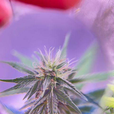 Foto del growlog de Squidwina (Chick Magnet): Doing good, she dropped a couple more smaller leaves today. Nothing serious. It seems that for now the N is confined to the lower half of the plant. Got some shots with a lense I took out of a headset to view the plant. 