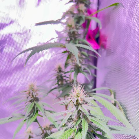Foto del growlog de Squidwina (Chick Magnet): Doing good, she dropped a couple more smaller leaves today. Nothing serious. It seems that for now the N is confined to the lower half of the plant. Got some shots with a lense I took out of a headset to view the plant. 