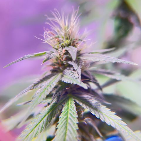 Foto del growlog de Squidwina (Chick Magnet): Doing good, she dropped a couple more smaller leaves today. Nothing serious. It seems that for now the N is confined to the lower half of the plant. Got some shots with a lense I took out of a headset to view the plant. 