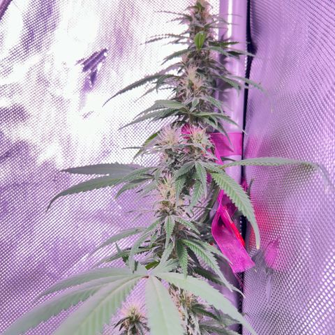 Foto del growlog de Squidwina (Chick Magnet): Doing good, she dropped a couple more smaller leaves today. Nothing serious. It seems that for now the N is confined to the lower half of the plant. Got some shots with a lense I took out of a headset to view the plant. 
