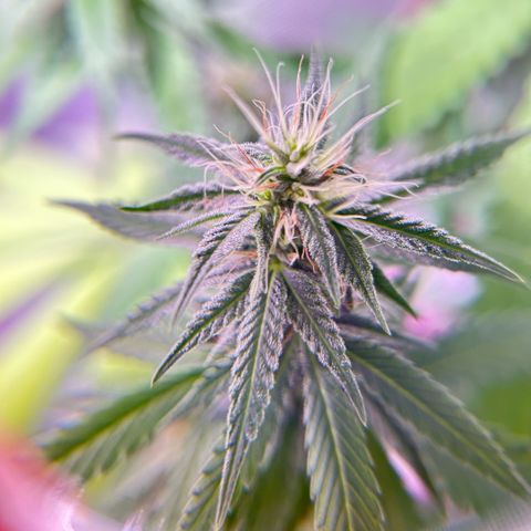 Foto del growlog de Squidwina (Chick Magnet): Doing good, she dropped a couple more smaller leaves today. Nothing serious. It seems that for now the N is confined to the lower half of the plant. Got some shots with a lense I took out of a headset to view the plant. 