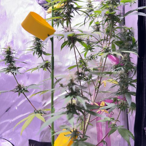 Foto del growlog de Squidwina (Chick Magnet): Doing good, she dropped a couple more smaller leaves today. Nothing serious. It seems that for now the N is confined to the lower half of the plant. Got some shots with a lense I took out of a headset to view the plant. 