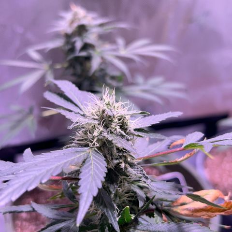 Bubby  growlog photo: She’s doing good. Got some smaller shots today. Bud is thickening up 