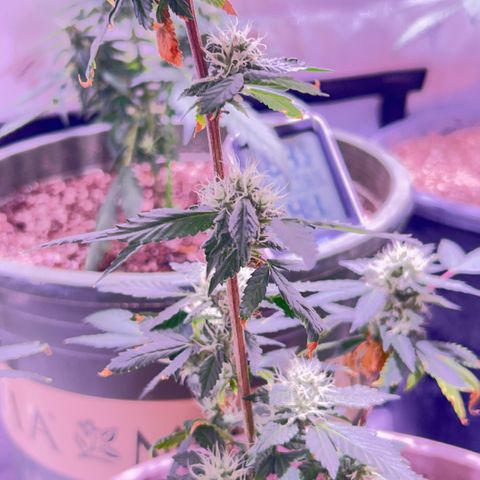Bubby  growlog photo: She’s doing good. Got some smaller shots today. Bud is thickening up 