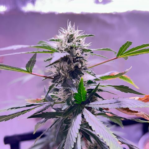 Bubby  growlog photo: She’s doing good. Got some smaller shots today. Bud is thickening up 