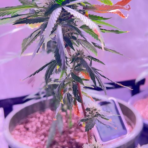 Bubby  growlog photo: She’s doing good. Got some smaller shots today. Bud is thickening up 