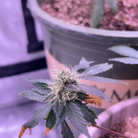 Bubby  growlog photo: She’s doing good. Got some smaller shots today. Bud is thickening up 