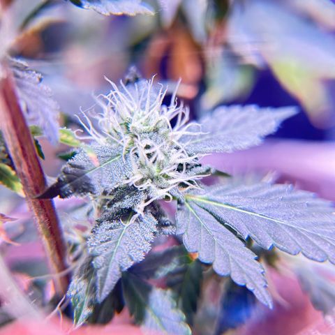 Bubby  growlog photo: She’s doing good. Got some smaller shots today. Bud is thickening up 