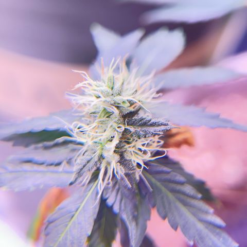 Bubby  growlog photo: She’s doing good. Got some smaller shots today. Bud is thickening up 