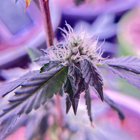 Bubby  growlog photo: She’s doing good. Got some smaller shots today. Bud is thickening up 