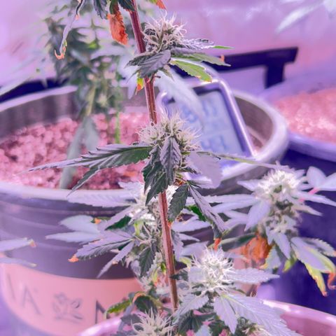 Bubby  growlog photo: She’s doing good. Got some smaller shots today. Bud is thickening up 