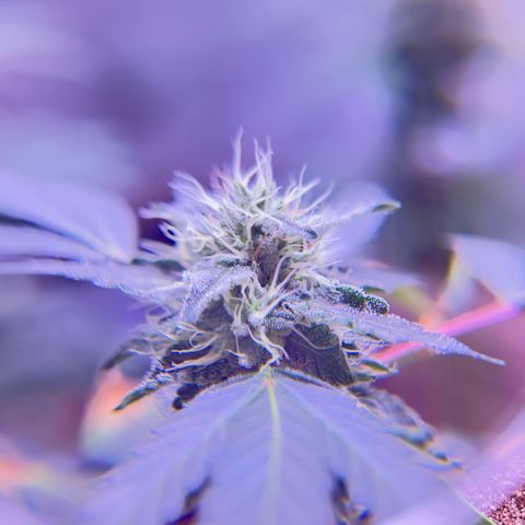 Bubby  growlog photo: She’s doing good. Got some smaller shots today. Bud is thickening up 